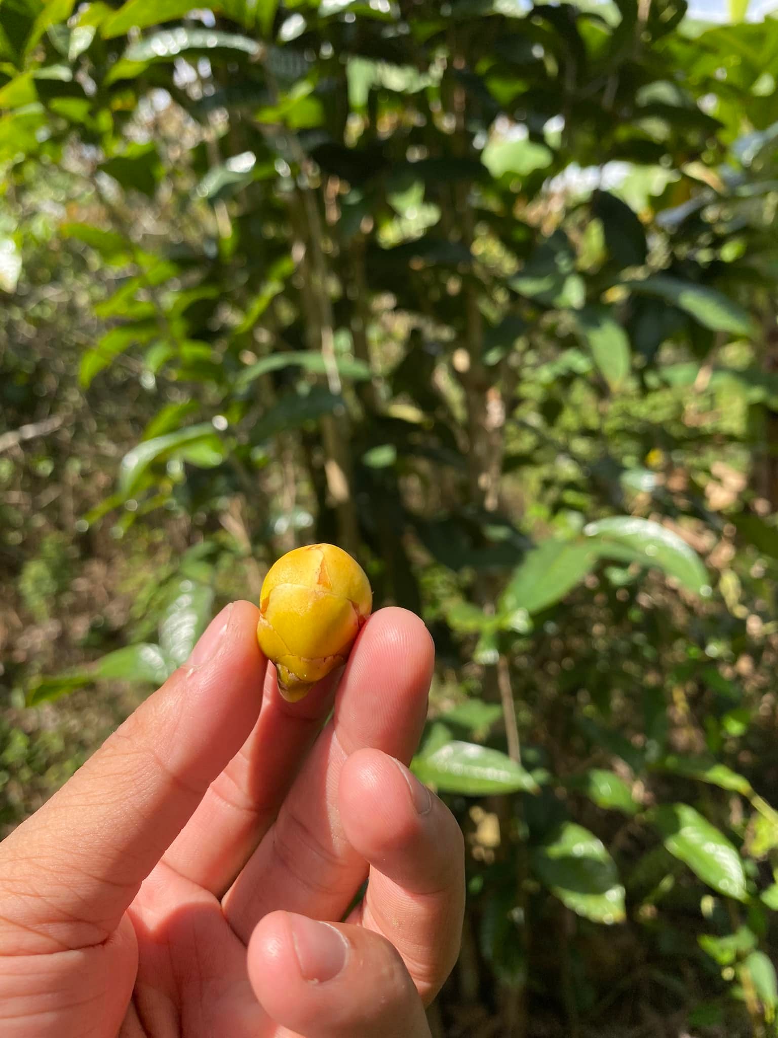 Bí Mật Sống Thọ "Rùa - Bồ Câu & Chó"