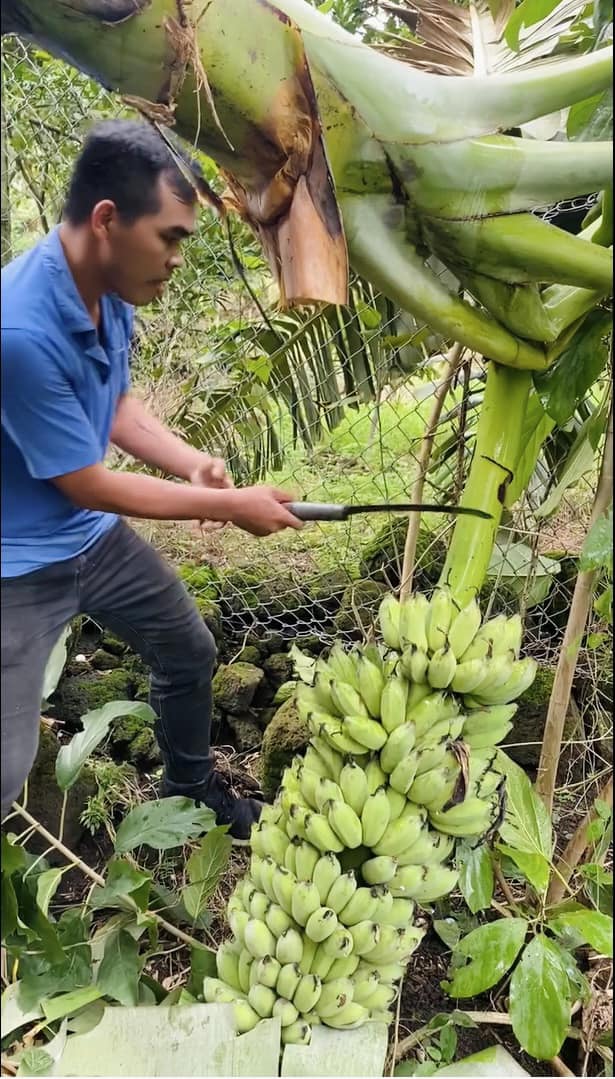 Sinh Rồi Diệt Hay Trở Nên Bất Tử?